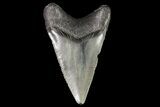 Juvenile Megalodon Tooth - Georgia #75312-1